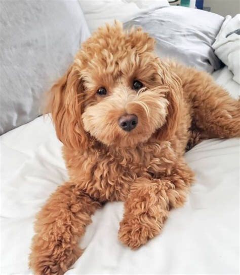  They are not bred to be an aggressive breed as they are cross between Golden Retrievers and Poodles which are known to be two of the sweetest dog breeds out there